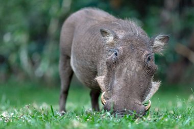 Bir Afrikalı yaban domuzu yeşil çimlerde otluyor..