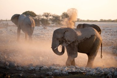 Bir çöl fili son ışıkta toz banyosu yapar, Etosha Ulusal Parkı, Namibya.