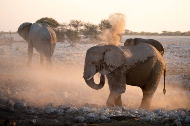 Bir çöl fili son ışıkta toz banyosu yapar, Etosha Ulusal Parkı, Namibya.