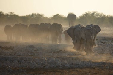Genç bir çöl fili altın tozuyla oynar.
