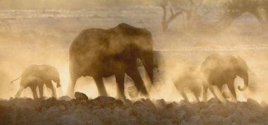 Bir çöl fil sürüsü su birikintisine yaklaşıyor..