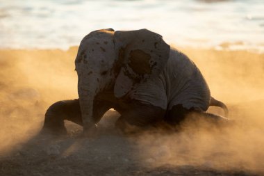 Genç bir çöl fili altın tozuyla oynar.