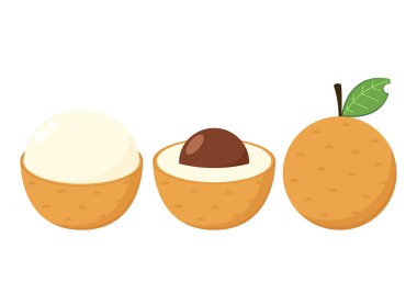 Longan vector. Summer tropical fruits for healthy lifestyle. Longan fruit. Vector illustration cartoon flat icon isolated on white.
