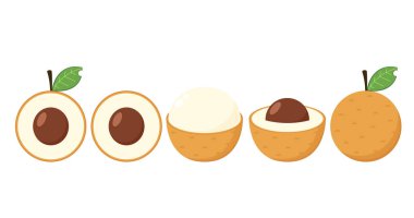 Longan vector. Summer tropical fruits for healthy lifestyle. Longan fruit. Vector illustration cartoon flat icon isolated on white.