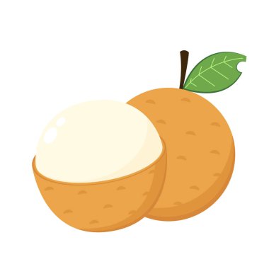Longan vector. Summer tropical fruits for healthy lifestyle. Longan fruit. Vector illustration cartoon flat icon isolated on white.