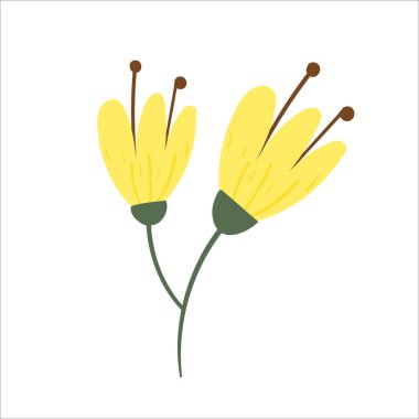 Mimosa flower vector. illustration isolated on white background. Yellow flower.