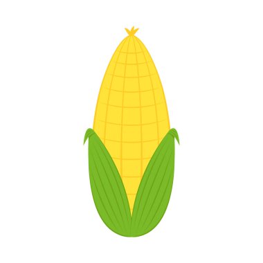 Mısır yalıtılmış vektör .yarım ve tahıllar farklı açılarda beyaz üzerinde. Mısır vektörü.