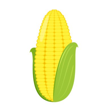 Mısır yalıtılmış vektör .yarım ve tahıllar farklı açılarda beyaz üzerinde. Mısır vektörü.