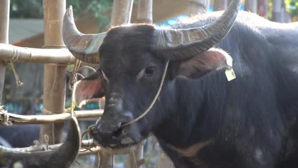 Thai Buffalo Stands Stall Sunlight Shines — Wideo stockowe