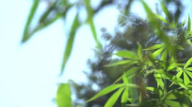 Açık sistemlerde yetişen ve güneş ışığı alan kenevir bitkileri hastalıktan muzdariptir.