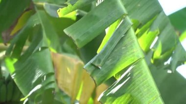 Hastalıklı ve kuru muz yaprakları rüzgârla savrulup yaprakların yırtılmasına neden olur..