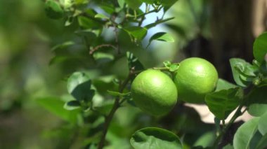 Bahçede büyüyen iki limon, güneşli.
