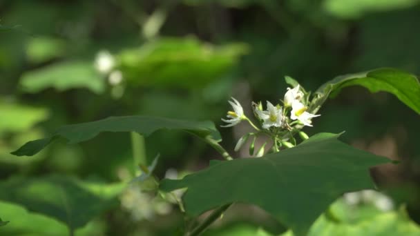 Λουλούδια Από Μούρα Γαλοπούλας Φυτρώνουν Ένα Δέντρο Στον Κήπο Και — Αρχείο Βίντεο