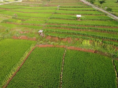 Semarang, Central Java köyündeki tarımsal pirinç tarlalarının panoraması. Teraslı pirinç tarlaları gibi. Bali Endonezya.