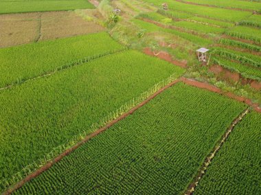 Semarang, Central Java köyündeki tarımsal pirinç tarlalarının panoraması. Teraslı pirinç tarlaları gibi. Bali Endonezya.