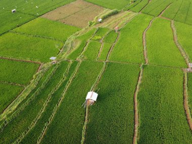 Semarang, Central Java köyündeki tarımsal pirinç tarlalarının panoraması. Teraslı pirinç tarlaları gibi. Bali Endonezya.
