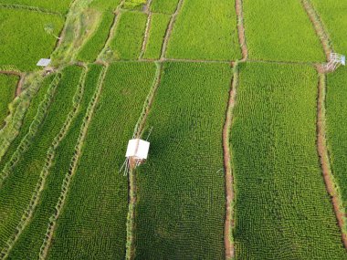 Semarang, Central Java köyündeki tarımsal pirinç tarlalarının panoraması. Teraslı pirinç tarlaları gibi. Bali Endonezya.