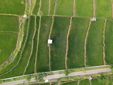 Semarang, Central Java köyündeki tarımsal pirinç tarlalarının panoraması. Teraslı pirinç tarlaları gibi. Bali Endonezya.