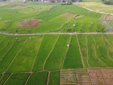 Semarang, Central Java köyündeki tarımsal pirinç tarlalarının panoraması. Teraslı pirinç tarlaları gibi. Bali Endonezya.