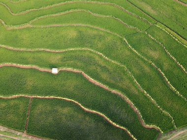 Semarang, Central Java köyündeki tarımsal pirinç tarlalarının panoraması. Teraslı pirinç tarlaları gibi. Bali Endonezya.