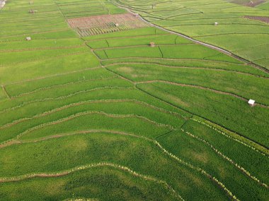 Semarang, Central Java köyündeki tarımsal pirinç tarlalarının panoraması. Teraslı pirinç tarlaları gibi. Bali Endonezya.