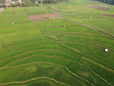 Semarang, Central Java köyündeki tarımsal pirinç tarlalarının panoraması. Teraslı pirinç tarlaları gibi. Bali Endonezya.