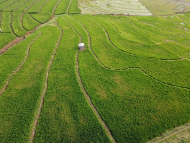 Semarang, Central Java köyündeki tarımsal pirinç tarlalarının panoraması. Teraslı pirinç tarlaları gibi. Bali Endonezya.