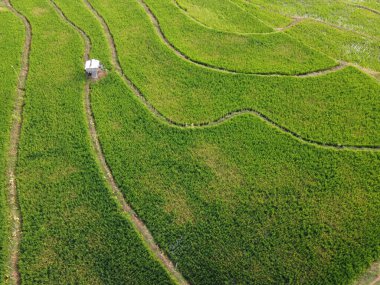 Semarang, Central Java köyündeki tarımsal pirinç tarlalarının panoraması. Teraslı pirinç tarlaları gibi. Bali Endonezya.