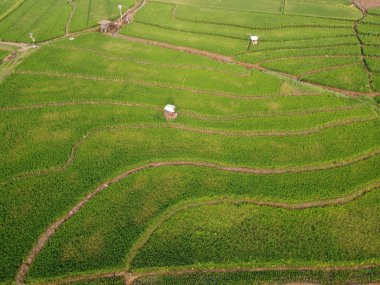 Semarang, Central Java köyündeki tarımsal pirinç tarlalarının panoraması. Teraslı pirinç tarlaları gibi. Bali Endonezya.