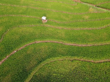 Semarang, Central Java köyündeki tarımsal pirinç tarlalarının panoraması. Teraslı pirinç tarlaları gibi. Bali Endonezya.