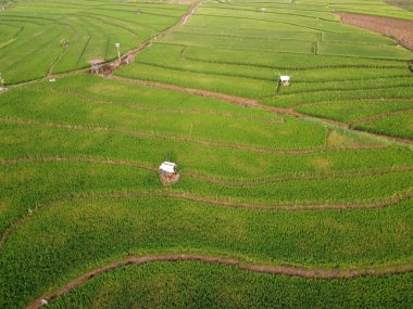Semarang, Central Java köyündeki tarımsal pirinç tarlalarının panoraması. Teraslı pirinç tarlaları gibi. Bali Endonezya.