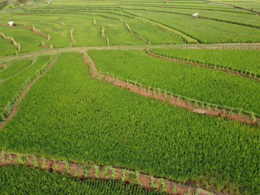 Semarang, Central Java köyündeki tarımsal pirinç tarlalarının panoraması. Teraslı pirinç tarlaları gibi. Bali Endonezya.