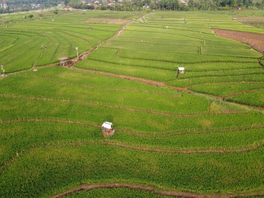 Semarang, Central Java köyündeki tarımsal pirinç tarlalarının panoraması. Teraslı pirinç tarlaları gibi. Bali Endonezya.