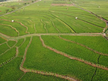 Semarang, Central Java köyündeki tarımsal pirinç tarlalarının panoraması. Teraslı pirinç tarlaları gibi. Bali Endonezya.