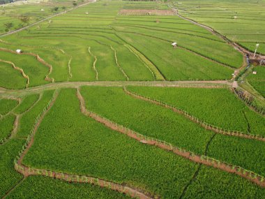 Semarang, Central Java köyündeki tarımsal pirinç tarlalarının panoraması. Teraslı pirinç tarlaları gibi. Bali Endonezya.