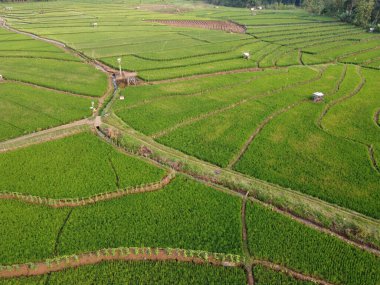 Semarang, Central Java köyündeki tarımsal pirinç tarlalarının panoraması. Teraslı pirinç tarlaları gibi. Bali Endonezya.