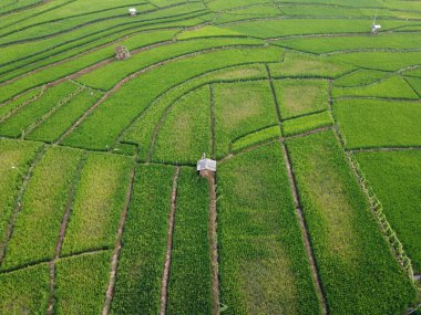 Semarang, Central Java köyündeki tarımsal pirinç tarlalarının panoraması. Teraslı pirinç tarlaları gibi. Bali Endonezya.
