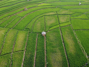 Semarang, Central Java köyündeki tarımsal pirinç tarlalarının panoraması. Teraslı pirinç tarlaları gibi. Bali Endonezya.