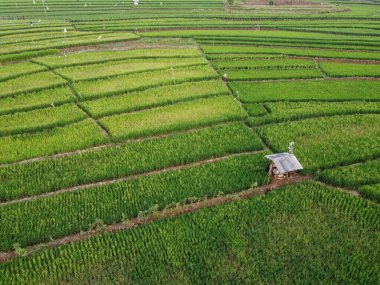 Semarang, Central Java köyündeki tarımsal pirinç tarlalarının panoraması. Teraslı pirinç tarlaları gibi. Bali Endonezya.