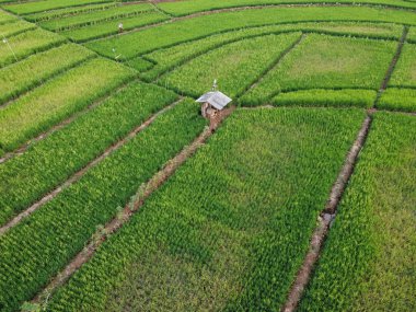 Semarang, Central Java köyündeki tarımsal pirinç tarlalarının panoraması. Teraslı pirinç tarlaları gibi. Bali Endonezya.