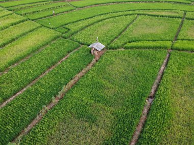 Semarang, Central Java köyündeki tarımsal pirinç tarlalarının panoraması. Teraslı pirinç tarlaları gibi. Bali Endonezya.