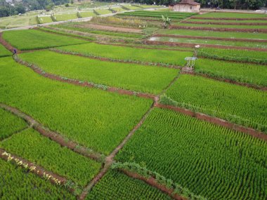 Semarang, Central Java köyündeki tarımsal pirinç tarlalarının panoraması. Teraslı pirinç tarlaları gibi. Bali Endonezya.