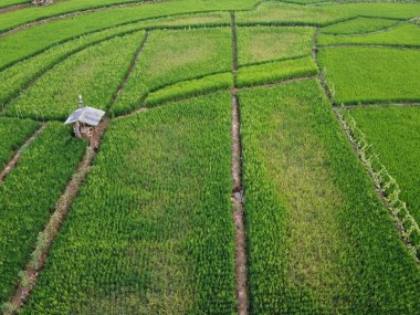 Semarang, Central Java köyündeki tarımsal pirinç tarlalarının panoraması. Teraslı pirinç tarlaları gibi. Bali Endonezya.