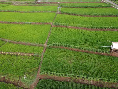 Semarang, Central Java köyündeki tarımsal pirinç tarlalarının panoraması. Teraslı pirinç tarlaları gibi. Bali Endonezya.