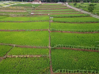 Semarang, Central Java köyündeki tarımsal pirinç tarlalarının panoraması. Teraslı pirinç tarlaları gibi. Bali Endonezya.