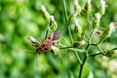 Dysdercus cingulatus ya da daha çok Bapak Pucung olarak bilinir, pamuk bitkilerine saldıran önemli bir böcek türüdür..