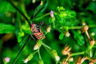 Dysdercus cingulatus ya da daha çok Bapak Pucung olarak bilinir, pamuk bitkilerine saldıran önemli bir böcek türüdür..