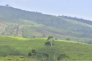 JAVA TE İNDONEZYA 'DA YERİ ADAMLARIN GÖREVİ