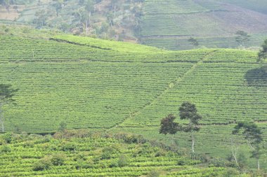 JAVA TE İNDONEZYA 'DA YERİ ADAMLARIN GÖREVİ