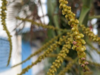 Bahçesinde meyveler olan hindistan cevizi palmiyesi, seçici odaklı.